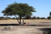 BOTSWANA Roberto e Lidia - 012